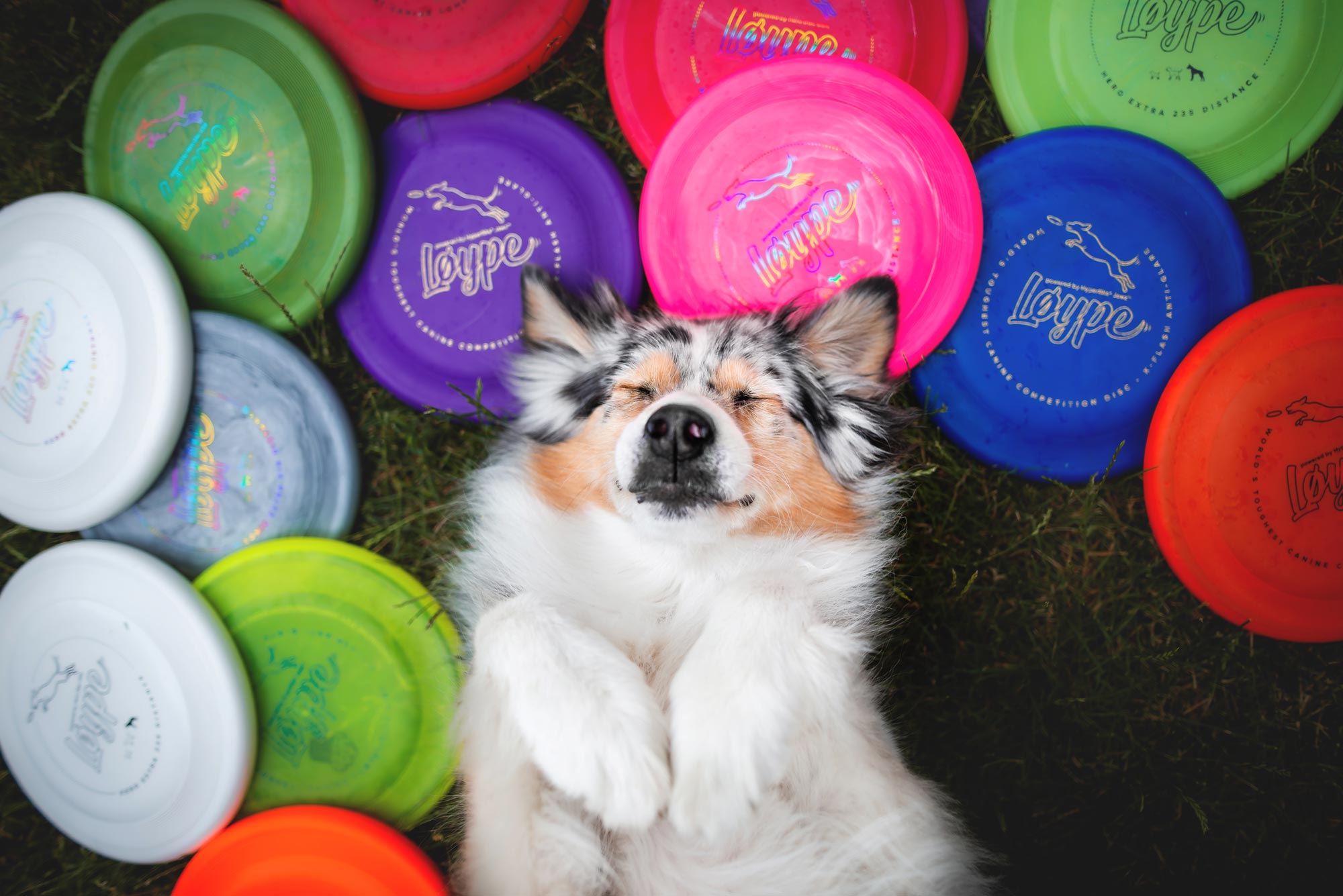 Frisbee für Hund