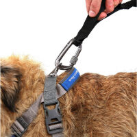 Bungee dog leash