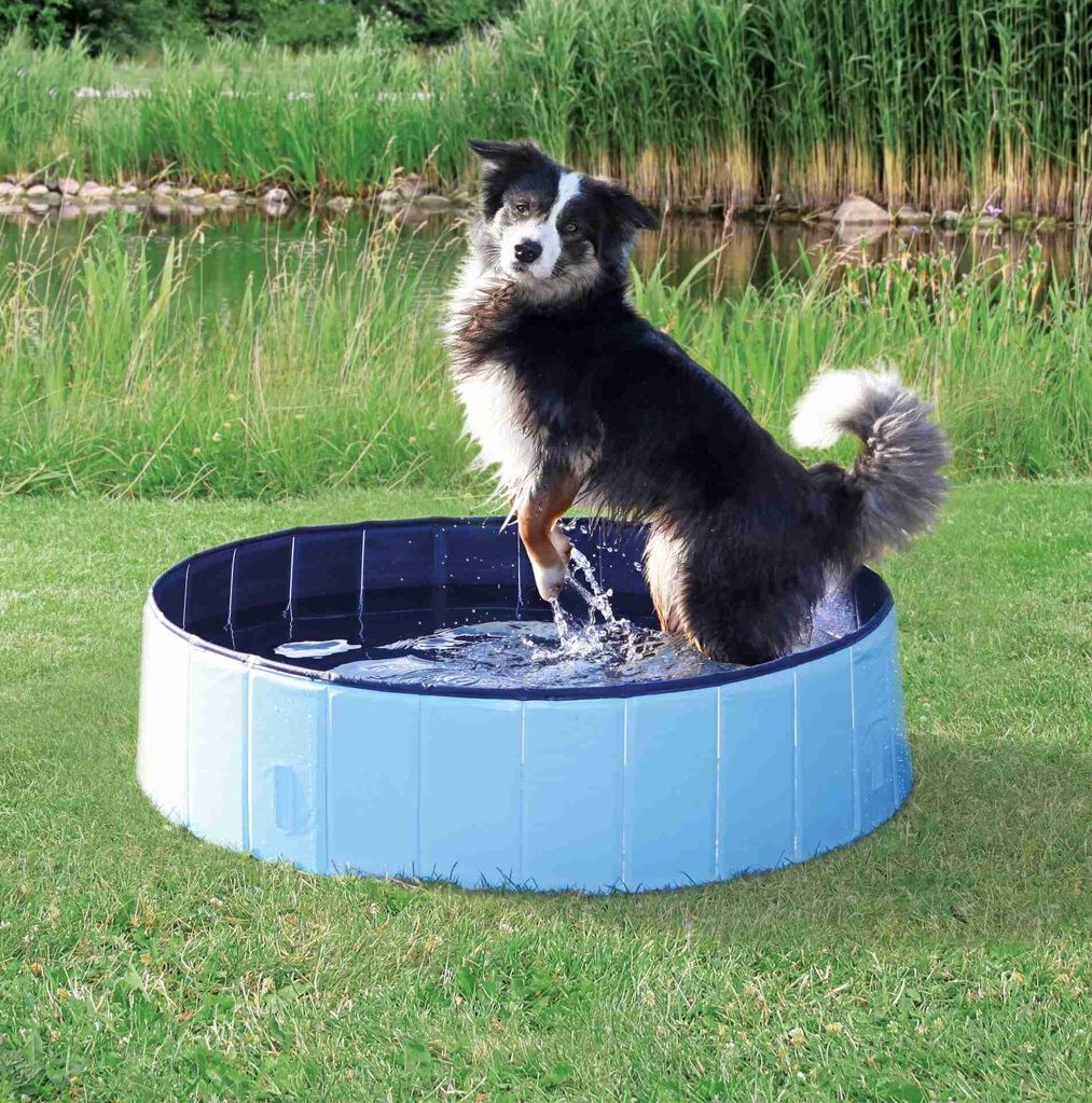 Dog pool