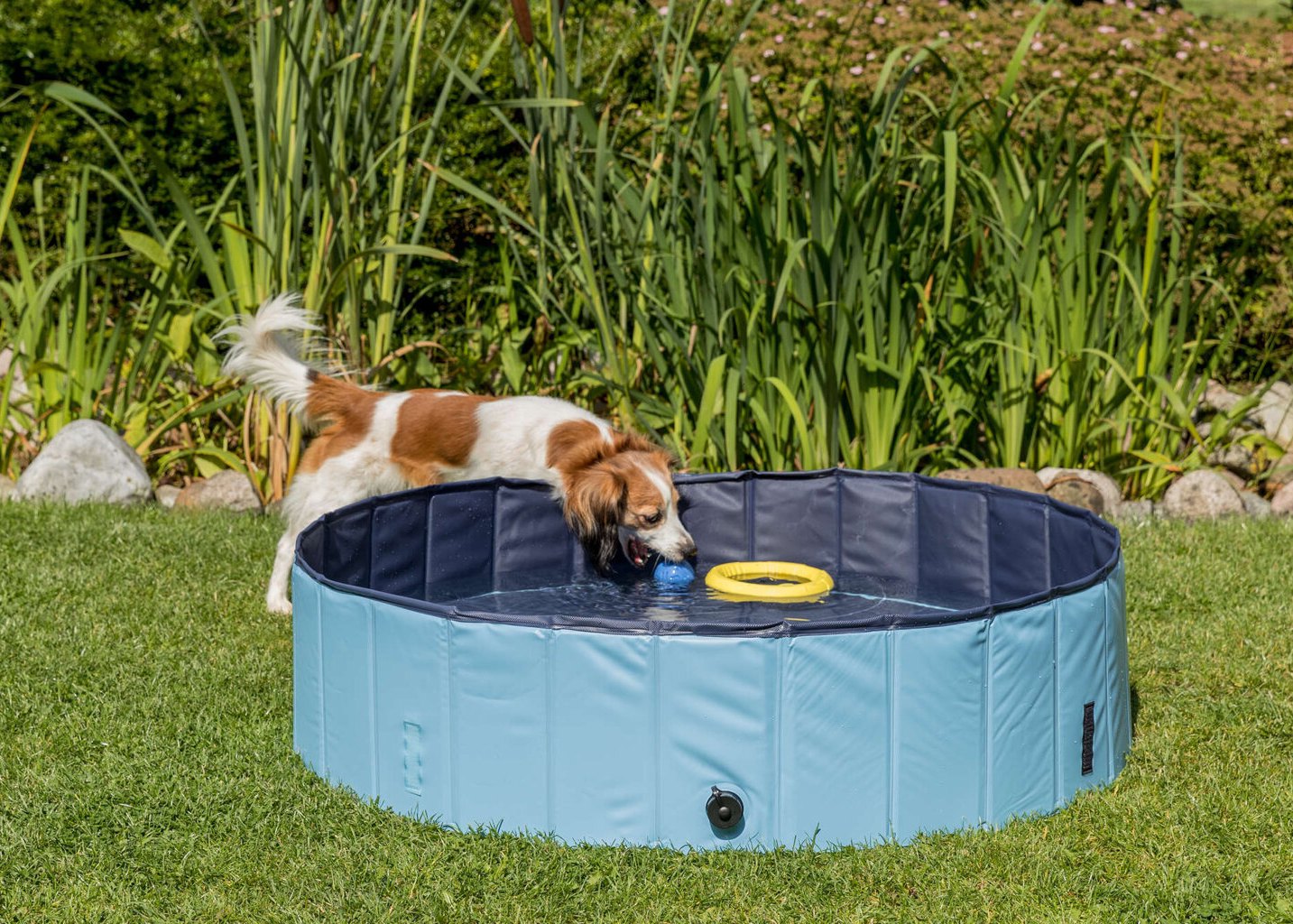 Dog pool